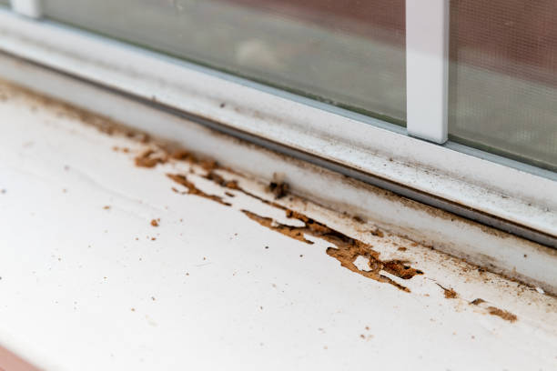 termites sur la fenêtre
