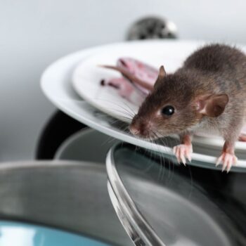 Comment trouver le meilleur professionnel pour l'extermination de rats et de souris
