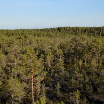 foret